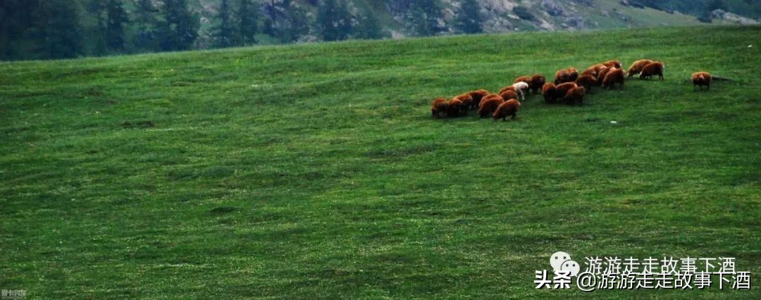 *疆新**自由1：15000公里带狗走全疆（*疆新**全程路书）