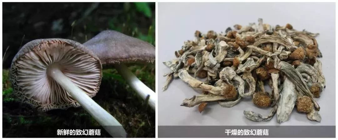禁毒知识毒品的危害答案,禁毒科普要小心这些套路都有毒