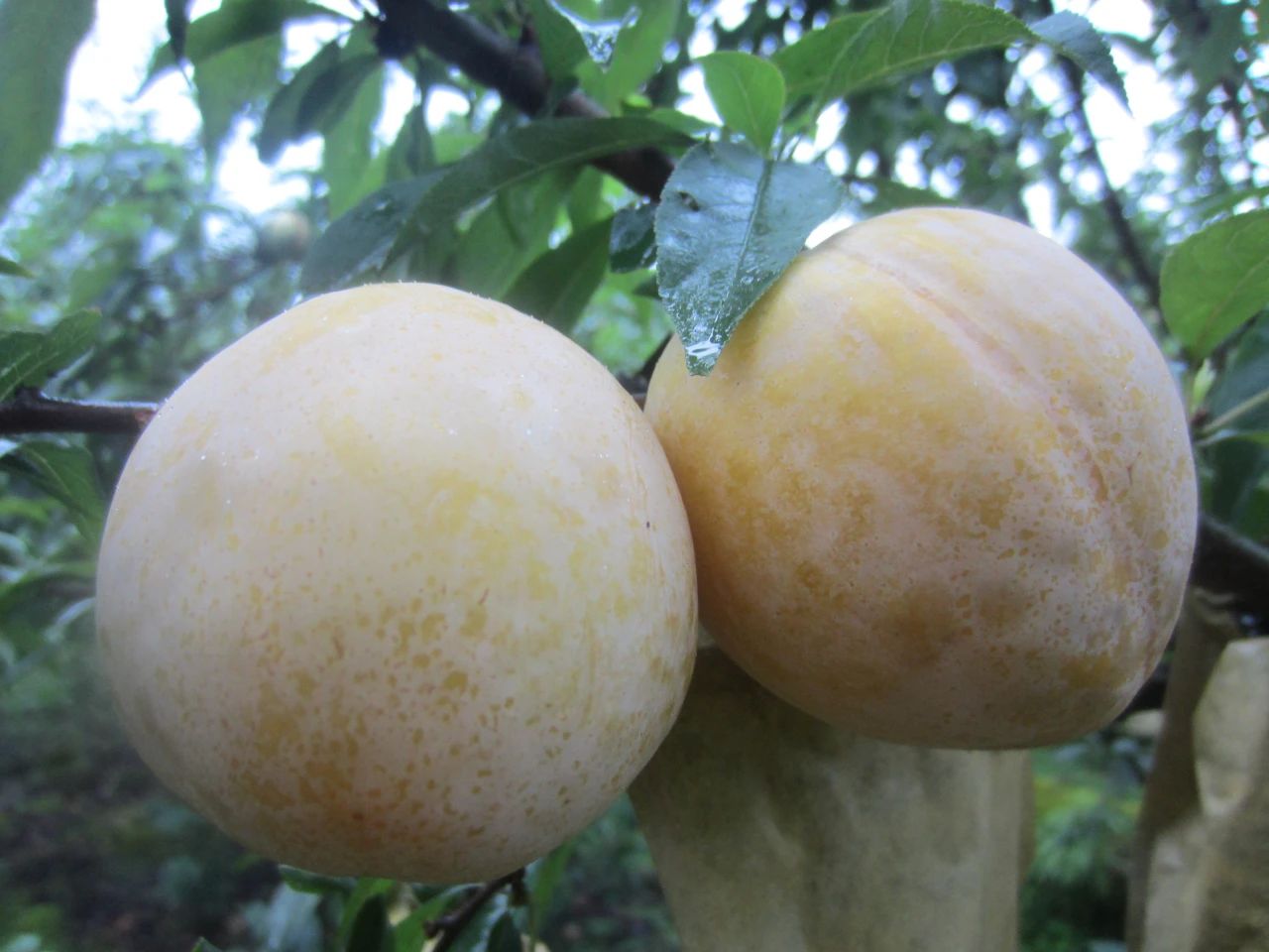 规范聚合力创新促发展——韶关乐昌市九峰镇绿峰果菜专业合作社