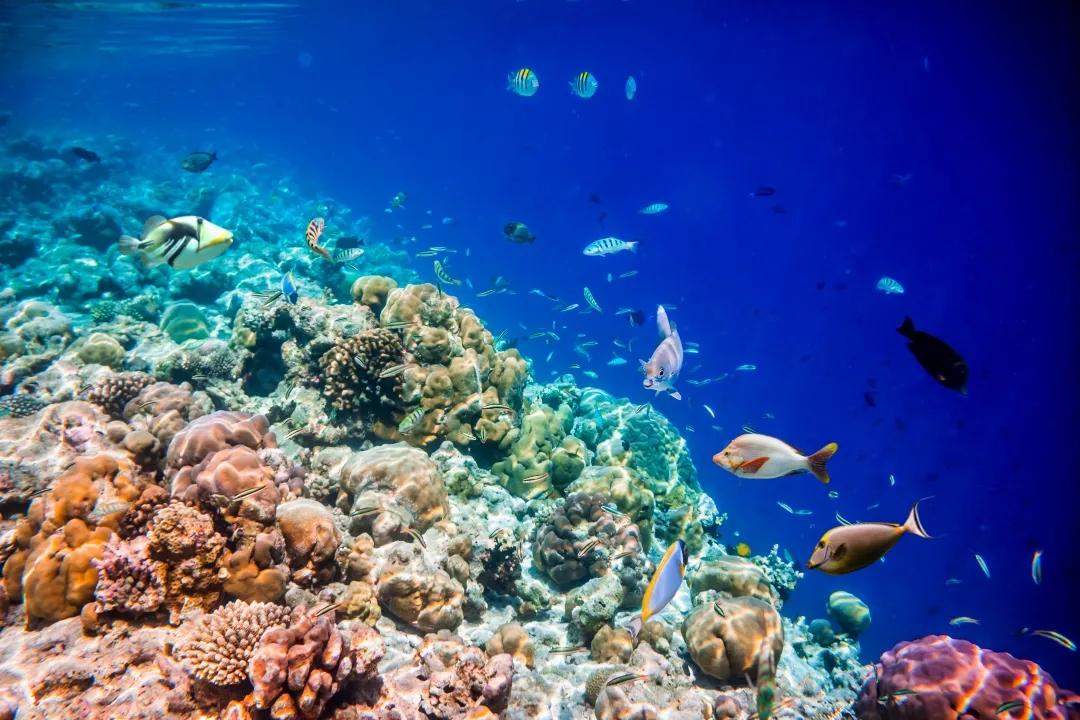 珊瑚礁灰岩,珊瑚石灰岩的构造类型