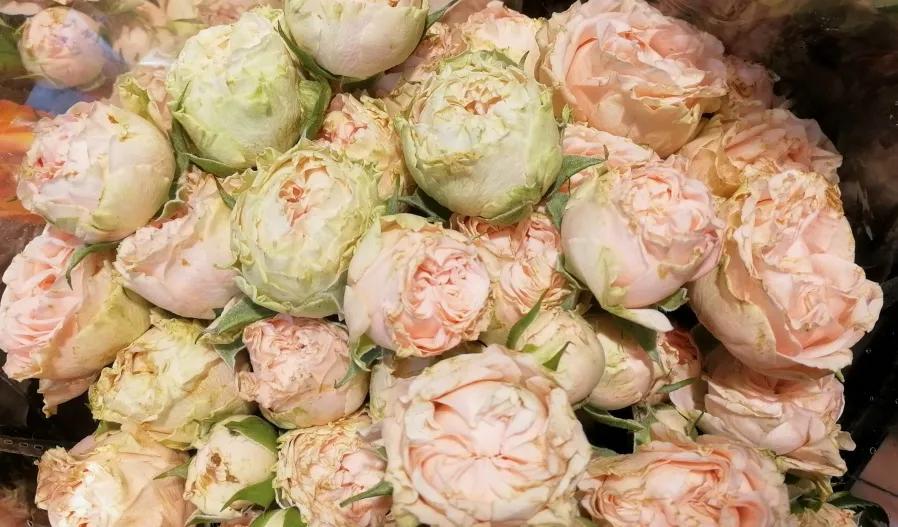 100种玫瑰之61浪漫泡泡