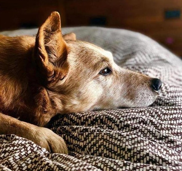 狗狗不爱刷牙有口臭怎么办,两个月的狗狗有口臭怎么办