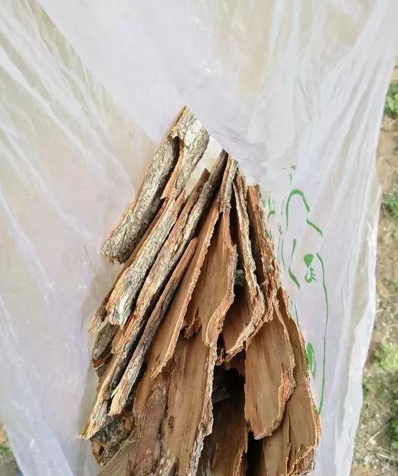 已经腐烂的柳树皮养花怎样用,柳树皮直接放盆土养花