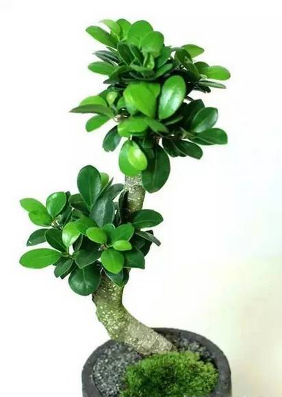 养花技巧家庭养护绿植的小方法,喜爱养花分享花卉盆栽养护知识