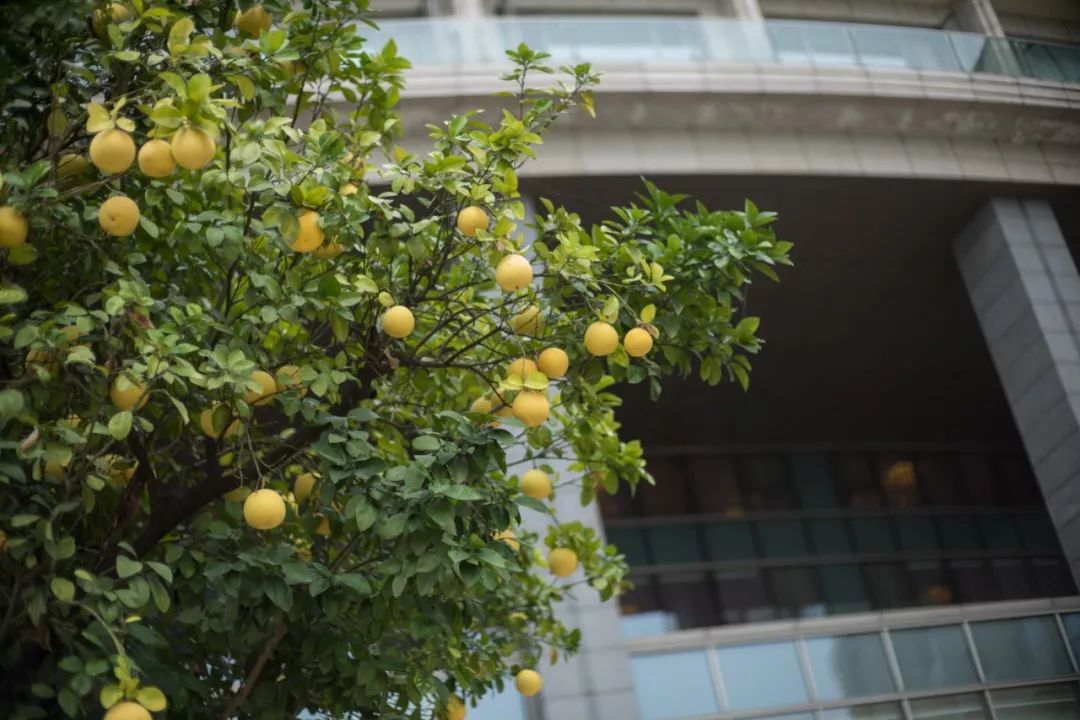 阳澄湖大闸蟹真正吃蟹的季节到了,阳澄湖吃大闸蟹最好的季节
