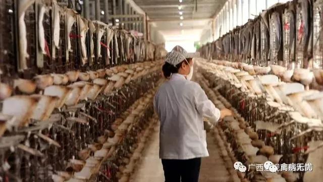 广西肉鸽基地,广西养殖肉鸽