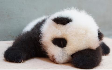 熊猫金控会退市吗,熊猫金控股票要退市吗