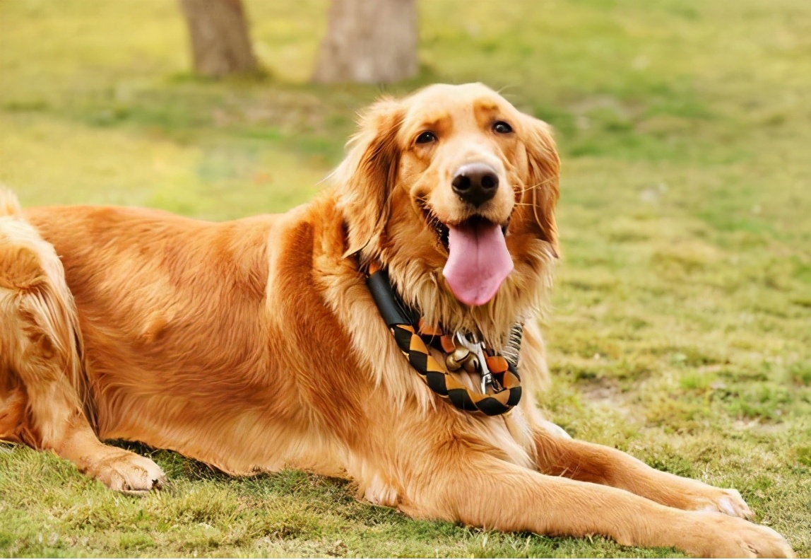 中老年人养狗有什么优点和缺点,最好养的五种小型宠物狗