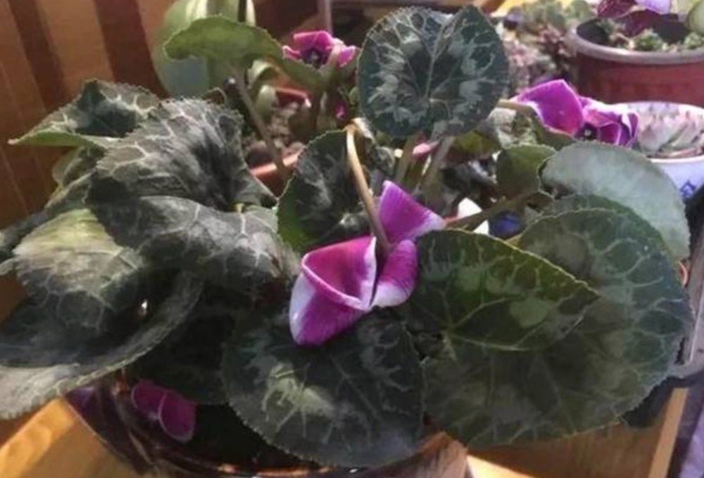 仙客来叶子发黄不发蔫怎么办,仙客来叶子蔫了千万不要扔