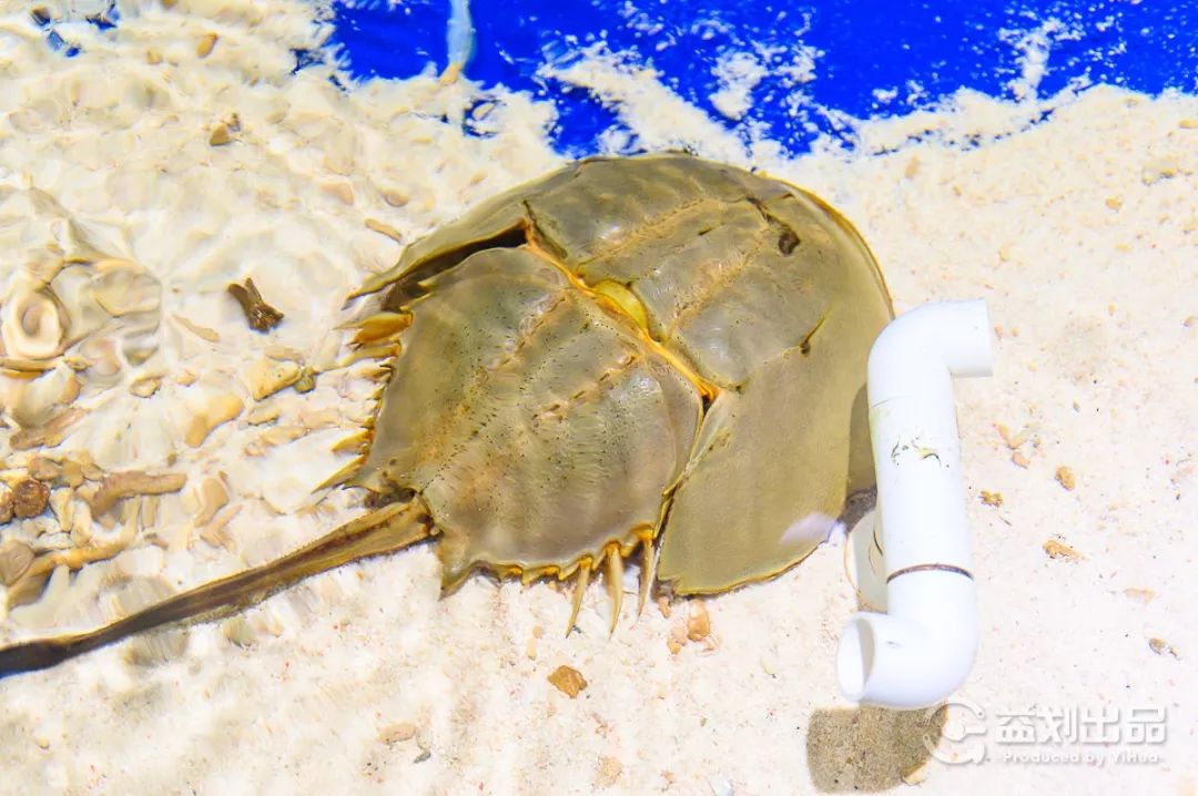 大连么么哒动物园 (大连小众动物园)