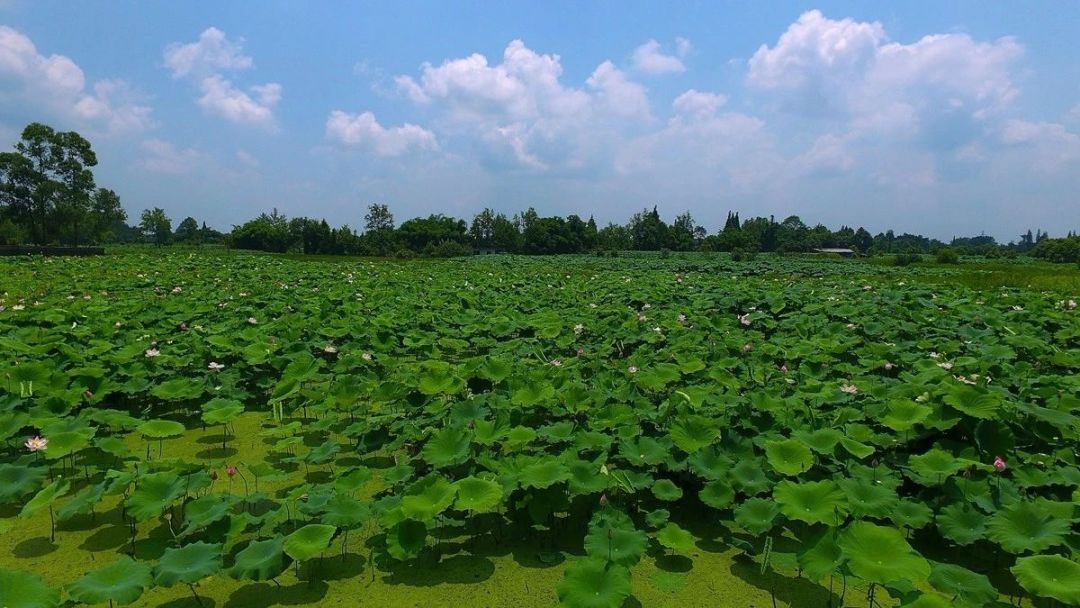 大邑县生态文明示范区,大邑生态环境