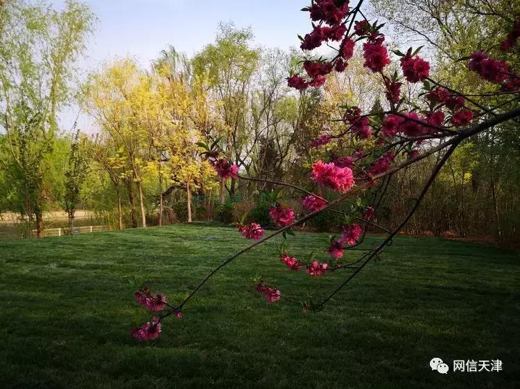 【津门里巷】天津变漂亮了