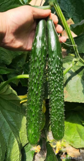 黄瓜出现弯瓜该怎么处理视频,使黄瓜弯瓜变直的方法