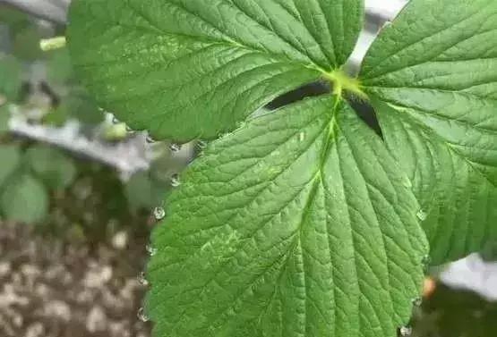 草莓红蜘蛛消灭妙招视频,草莓红蜘蛛如何预防多久打一次药