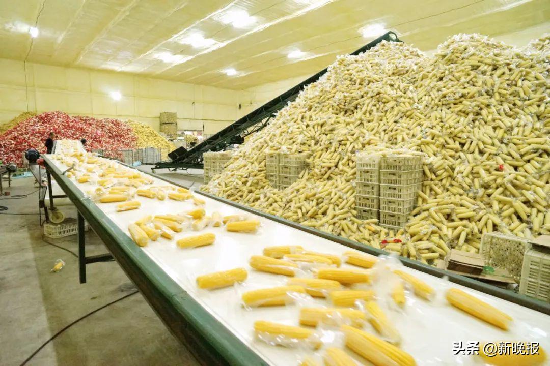 京东打通线上线下助力乡村振兴,京东助力乡村振兴和政府如何合作