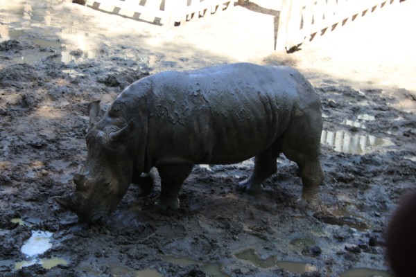 游红山动物园游览顺序,济南野生动物园和南京红山动物园