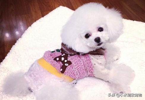 邻居家狗,邻居家的泰迪总吓到我