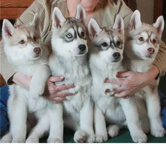 西伯利亚的二哈犬,俄罗斯真正的西伯利亚雪橇犬