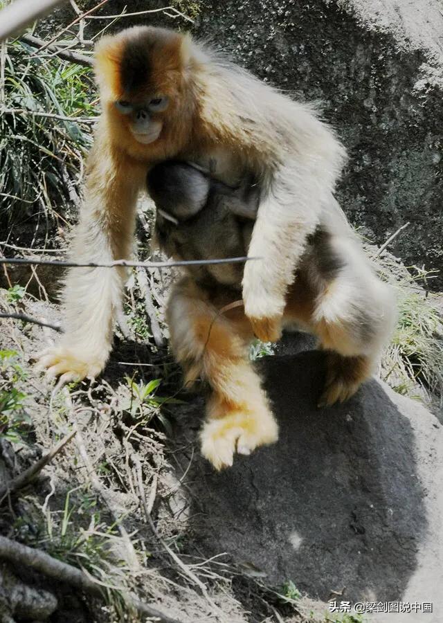 禁止野生动物保护环境人人有责,保护生态环境禁止野生动物上餐桌