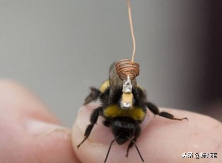 蜜蜂能背着飞的*踪器追**值多少钱？商家：最低44000元