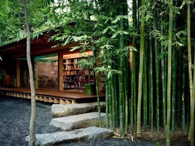 竹子是生命力顽强的植物吗,竹子是不畏惧寒冷的植物吗