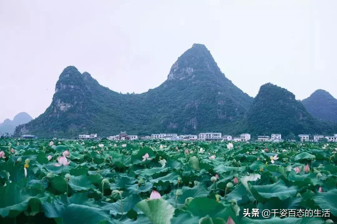 广西低调小城竟然藏了个小奈良,广西有座低调的养老小城