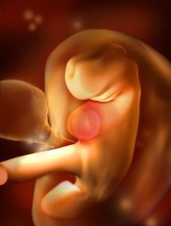 胎儿发育全过程标本,是否能看到胎儿的发育过程