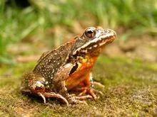 东北林蛙好吃吗,东北林蛙多少钱