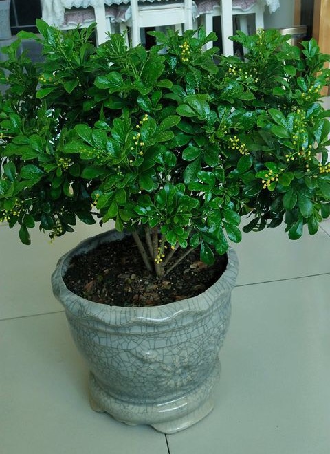 室内养米兰浇水的正确方法,冬季米兰怎么养才能更旺盛