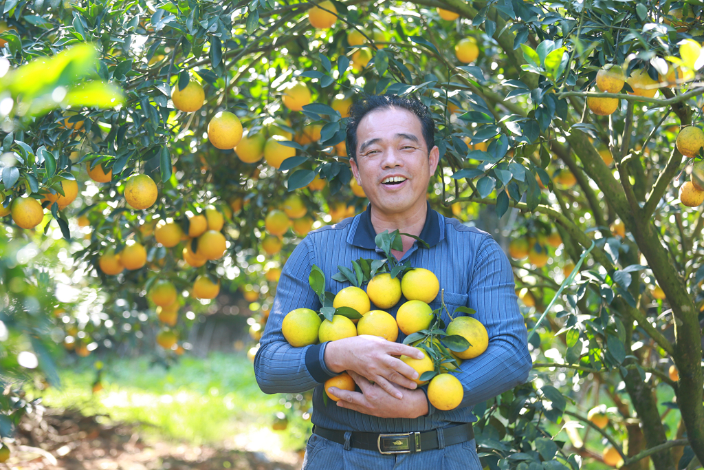奉节浑然天橙,红心橙电商