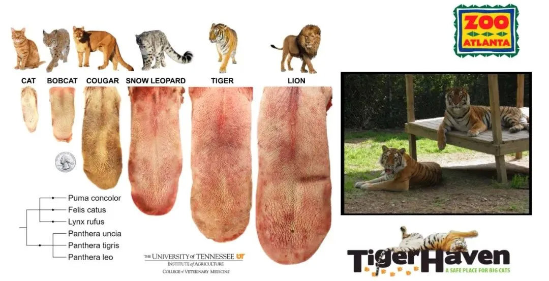 孩子膀胱容量130,儿童最大膀胱容量197正常吗