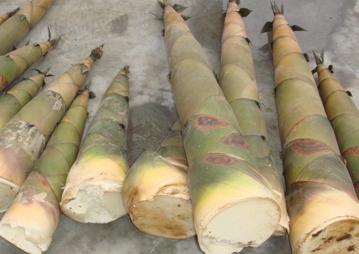 哪些食物含嘌呤高尿酸高人不能吃,哪些嘌呤高的食物尿酸高不能吃