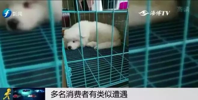 宠物狗买回来过几天病死怎么维权,厦门宠物店