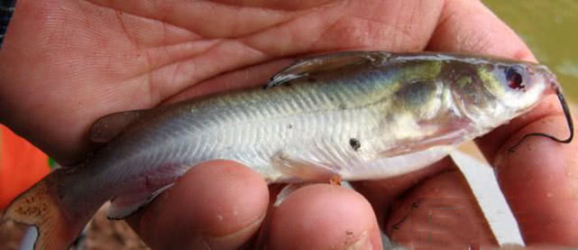 美国叉尾鮰繁殖快吗,叉尾鮰怎么路亚