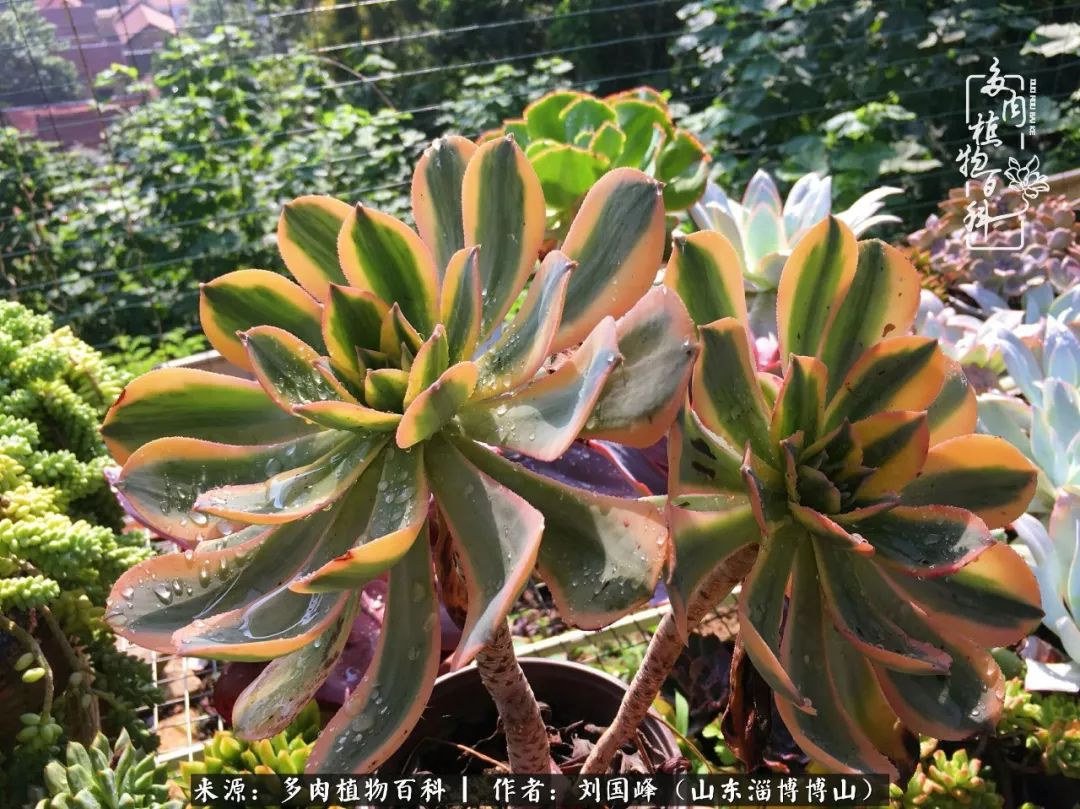 多肉安全度夏技巧,多肉如何度夏教学