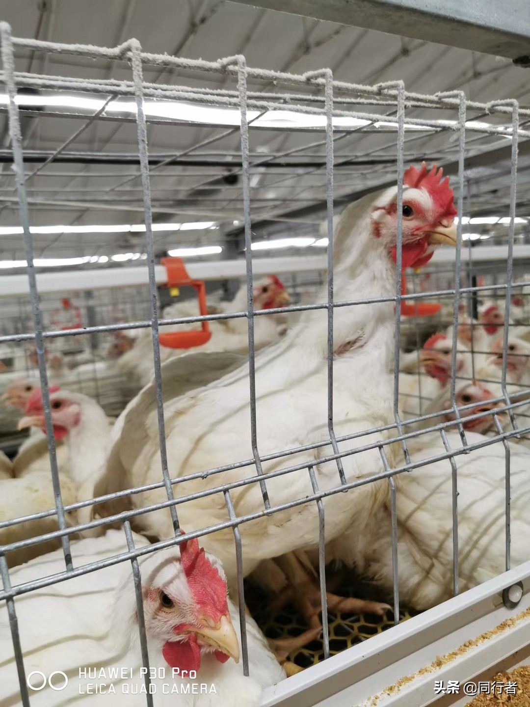 肉鸡防疫流程,肉鸡防疫用药一览表