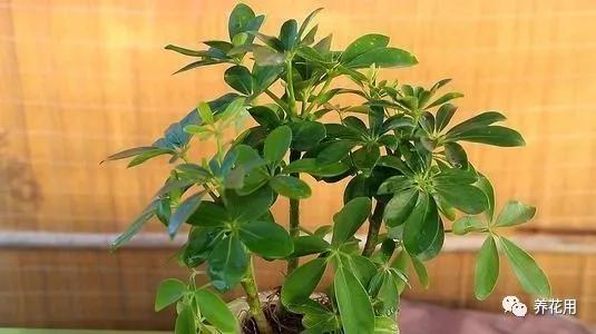 淘米水黄豆水养花的正确方法,黄豆水可以和淘米水混合浇花吗