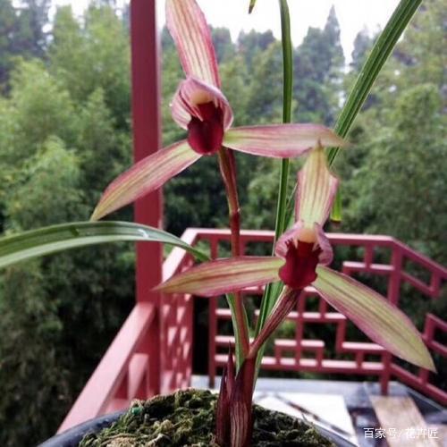 开花最香的传统兰花品种,云南怒江兰坪名贵莲瓣兰花