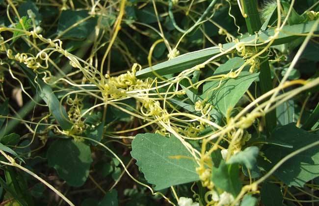 认识常见植物,野外常见水培植物有哪些