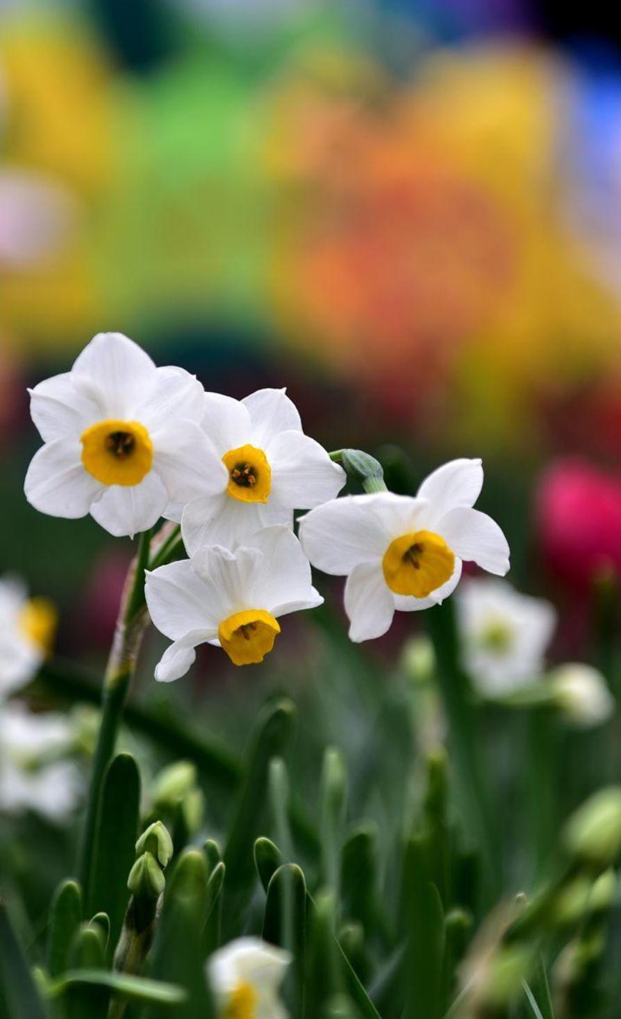 描写水仙花艳美古诗句,诗词中的水仙冬天开得最美