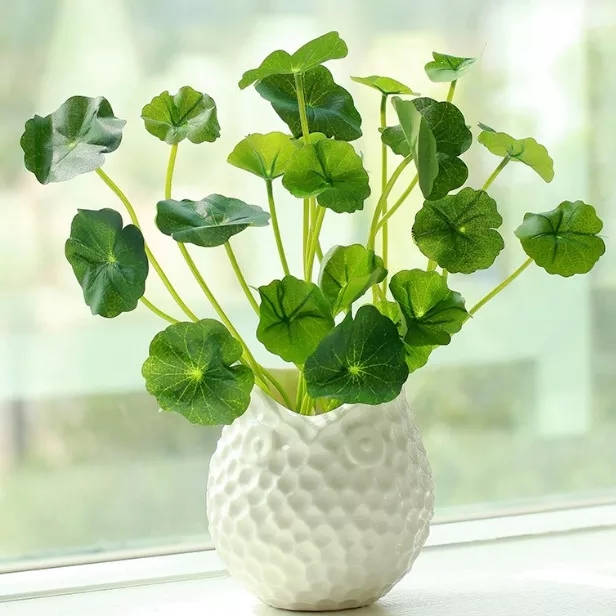 适合放在楼梯角落的植物,适合摆客厅角落的大型植物