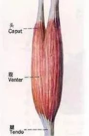 练胸肌中缝哑铃,胸肌中缝如何练