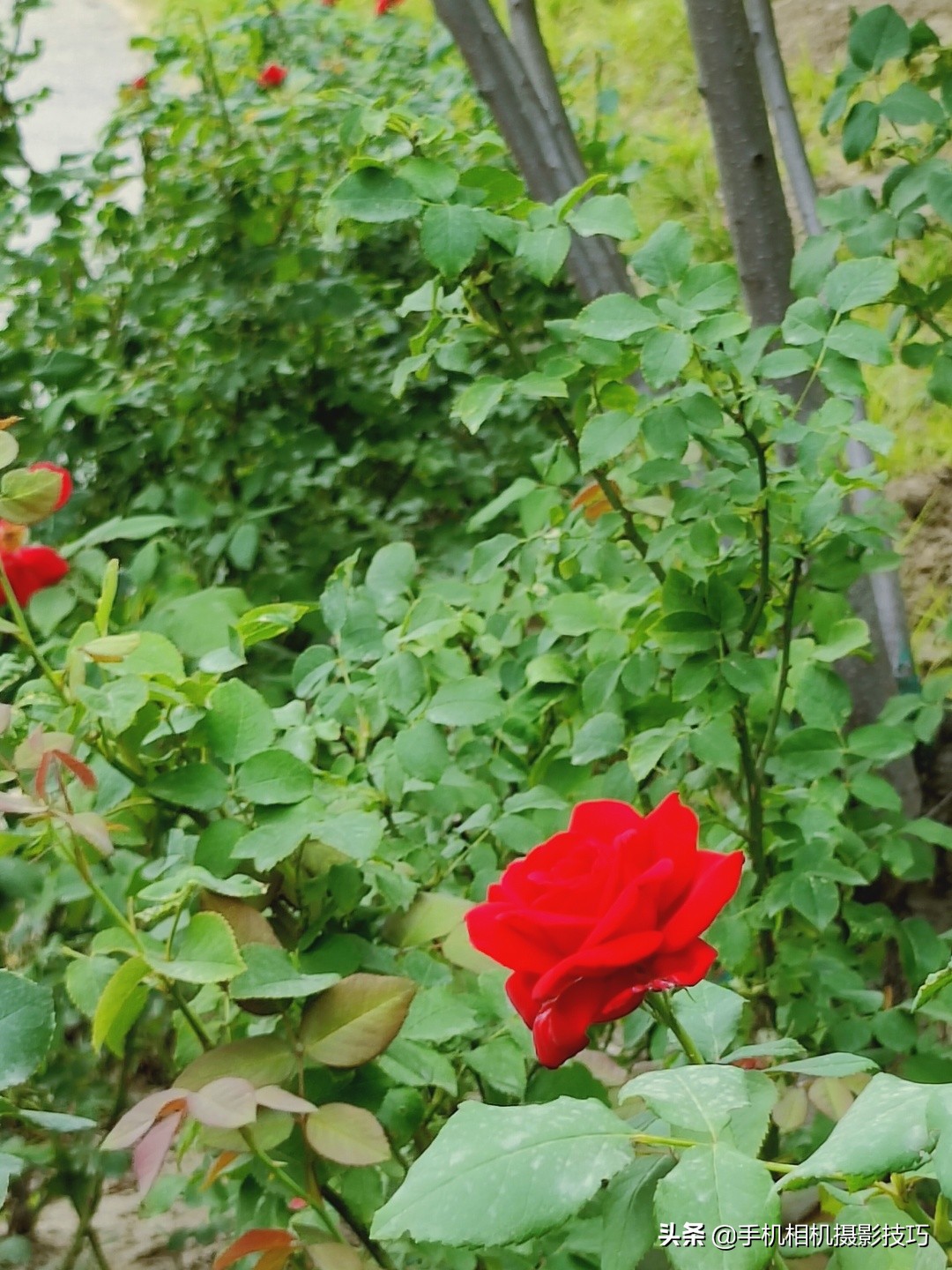 为什么大部分手机不使用长焦镜头,手机的长焦镜头变焦时会动吗