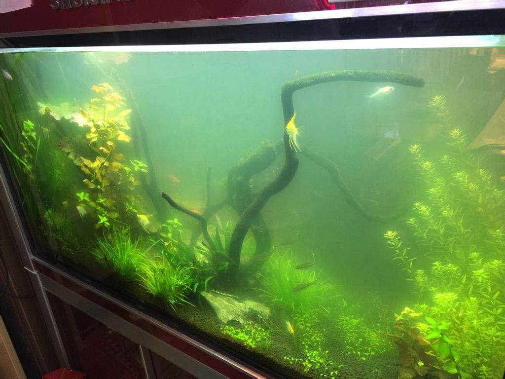 鱼缸有腥臭味水发黄要换多少水,鱼缸里腥臭味太重需要全部换水吗