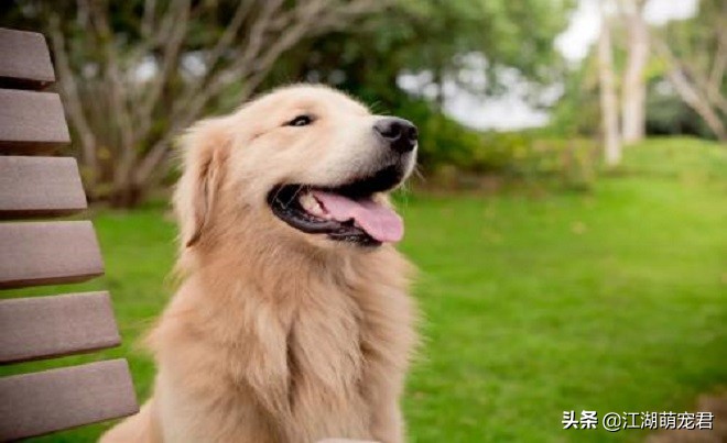 怎么解决金毛的坏习惯,金毛出门遛狗它不愿意走怎么办