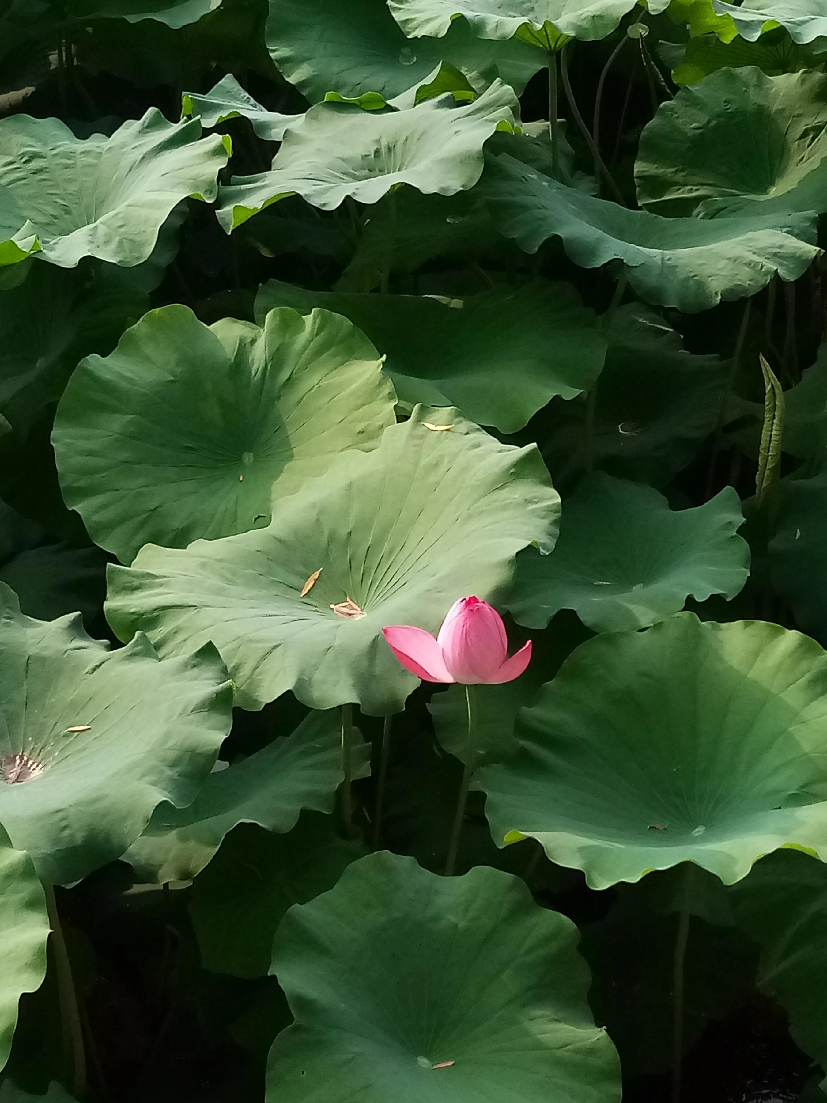 手机摄影作品集大全集,手摄世界