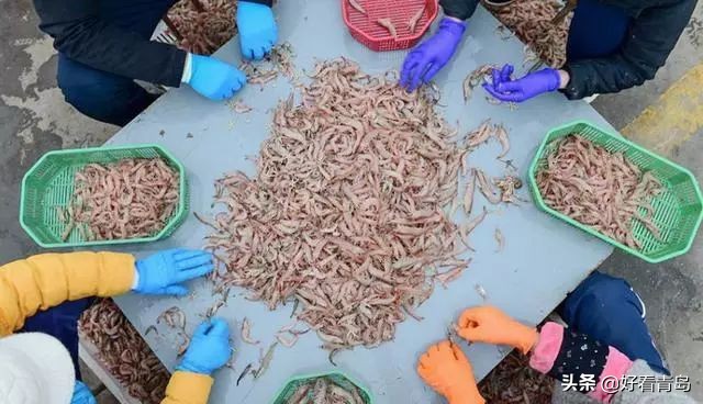 蛎虾的正确吃法,海蛎虾的正确吃法图解