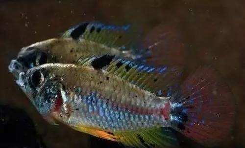 养观赏鱼小知识大全,养观赏鱼知识大全