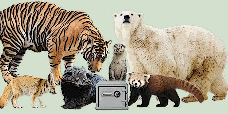 斑鬣狗是不是最厉害的动物,斑鬣狗是什么样的动物