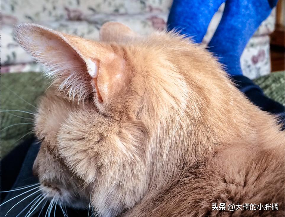 猫咪最可爱被摸的六个部位,猫咪最可爱的部位是什么